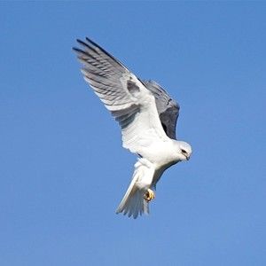 Meet your Posher, Deanna